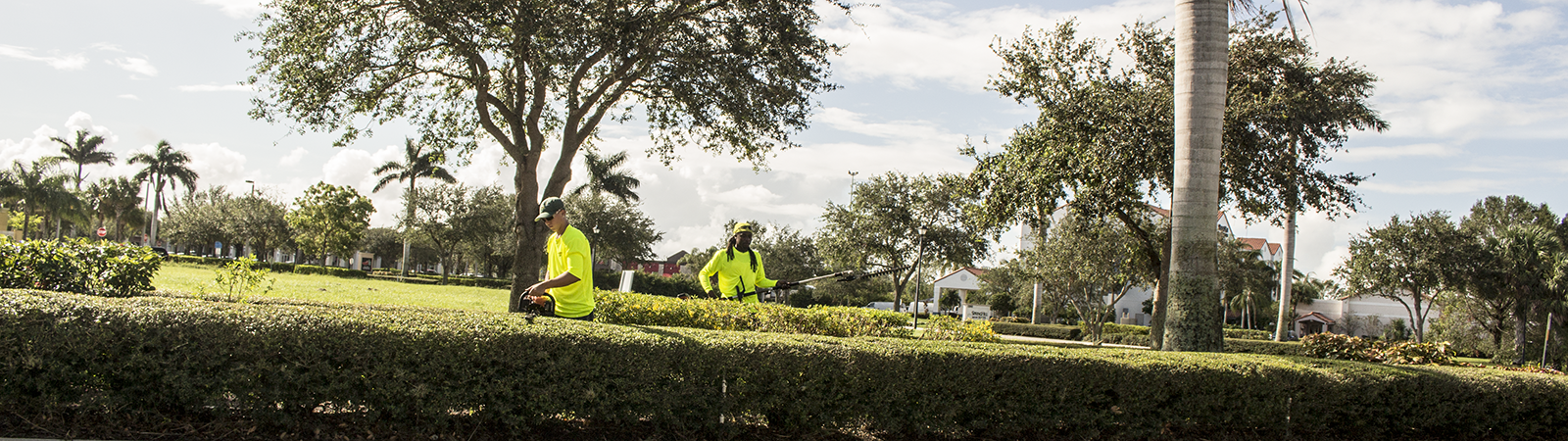 hedge trimming image